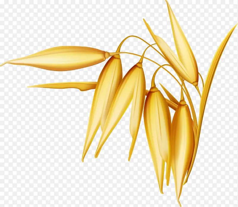 金色写实水稻谷物图