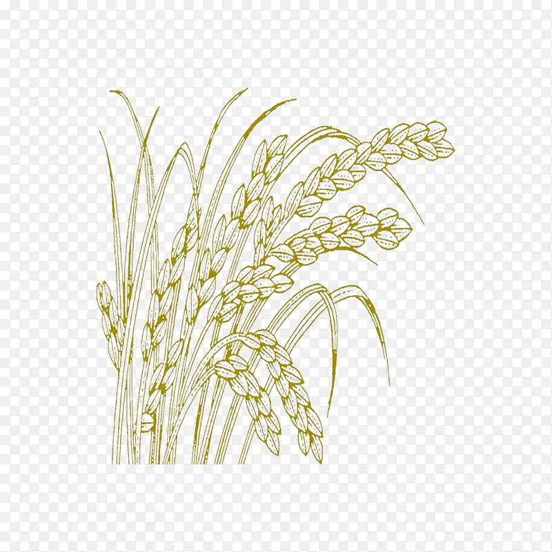 小麦手绘线稿图png
