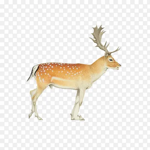 手绘水彩绘画动物麋鹿