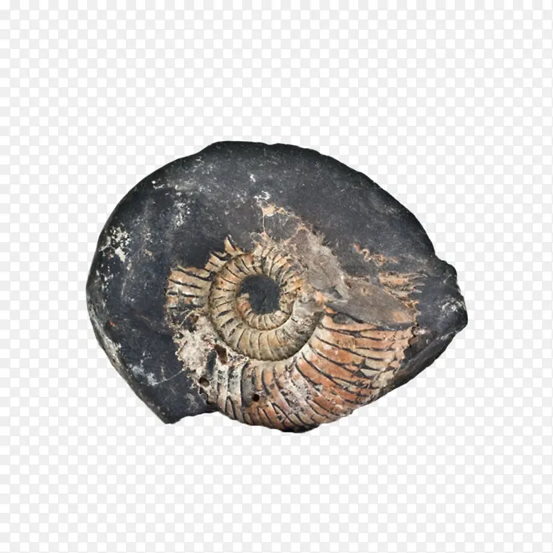 黑色带污渍的菊石软体动物化石实
