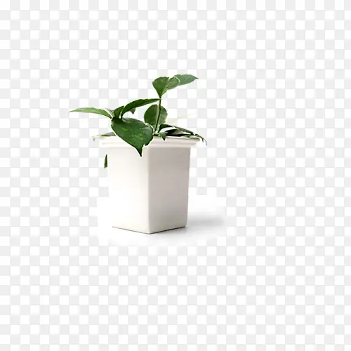 白色花盆中的绿色植物