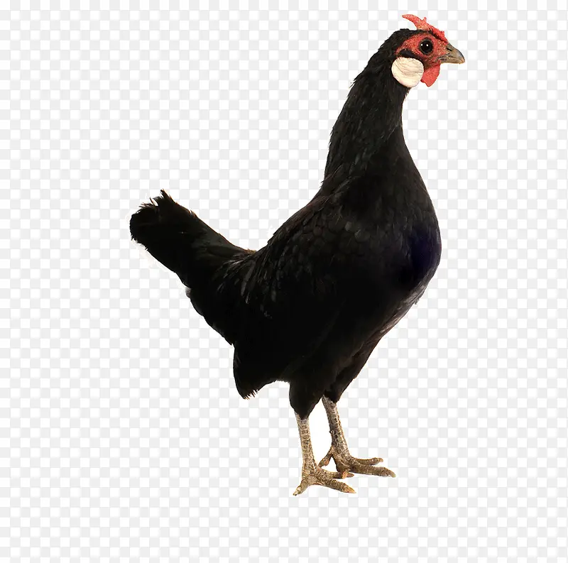 黑色的鸡