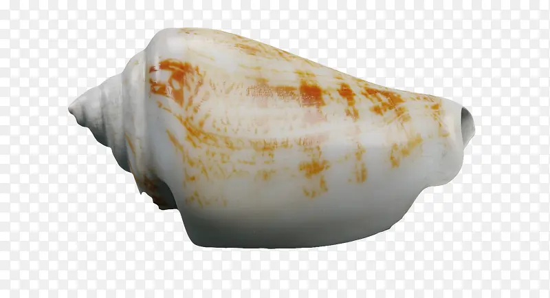 黄色图案白颜色花纹大海螺