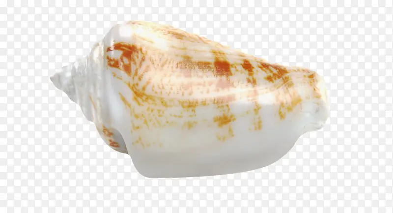 黄颜色花纹白色大海螺