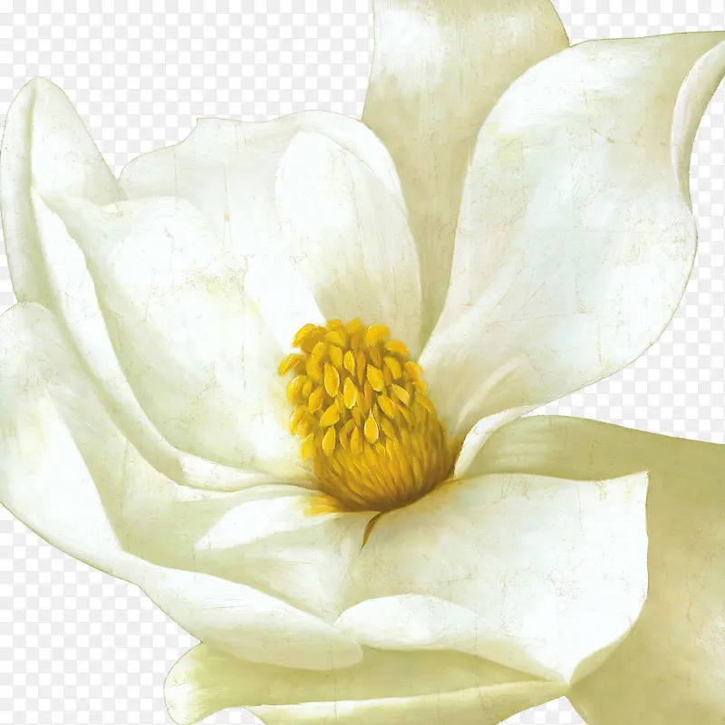 白色手绘黄色花蕊玉兰花