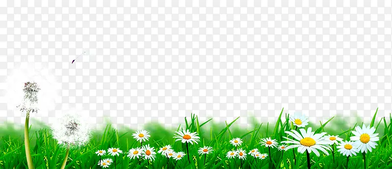 草地上的菊花和蒲公英