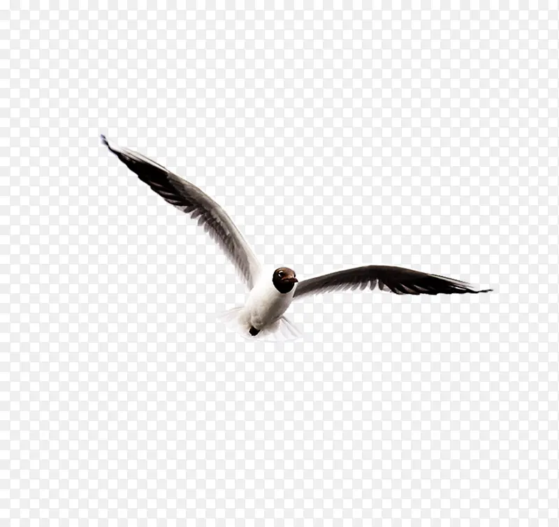 黑色翅膀海鸥