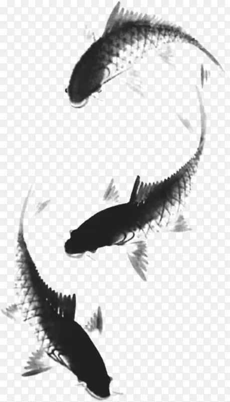 黑白鲤鱼