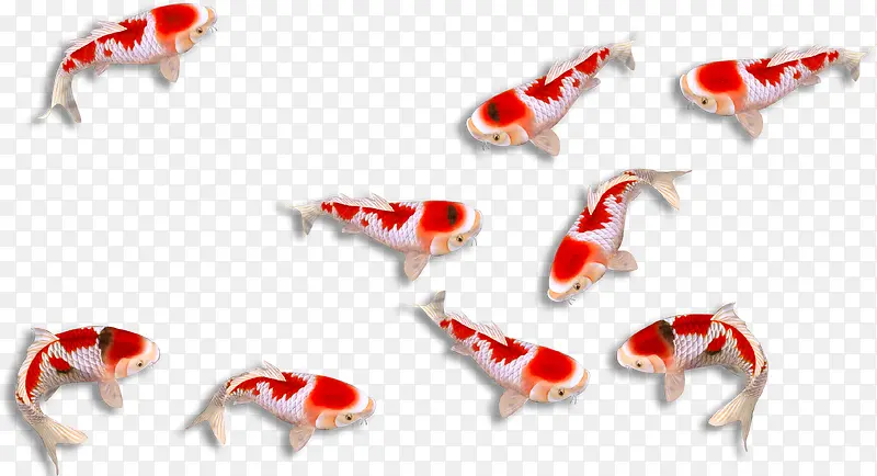 红色锦鲤 红鲤鱼