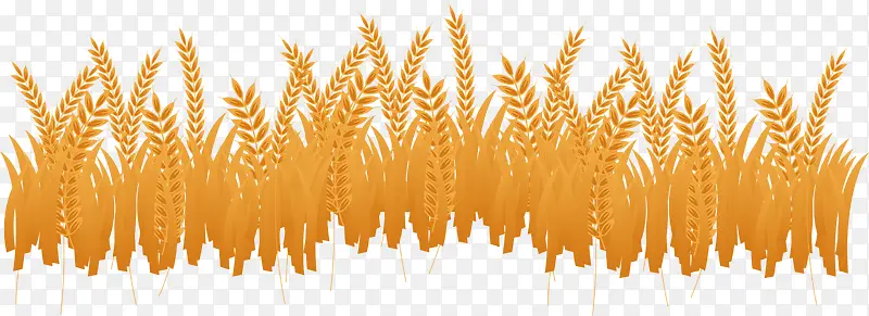 金色成熟的小麦田地