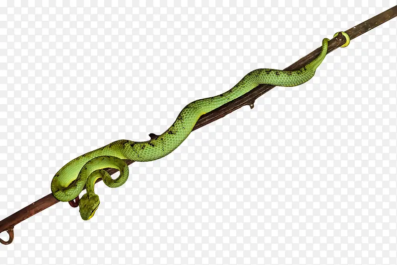 蛇-盘在树枝的绿蛇
