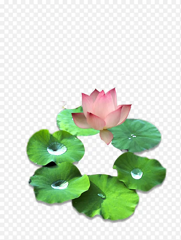 莲叶上的睡莲图片素材