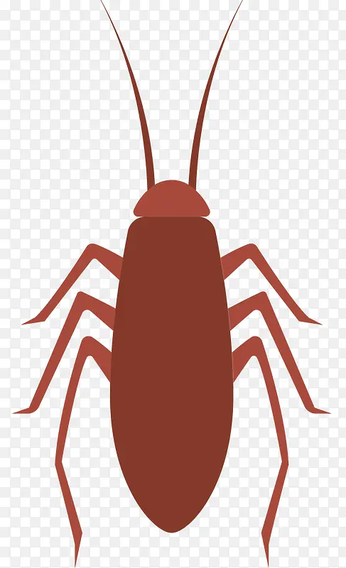 红色蟑螂矢量昆虫标本
