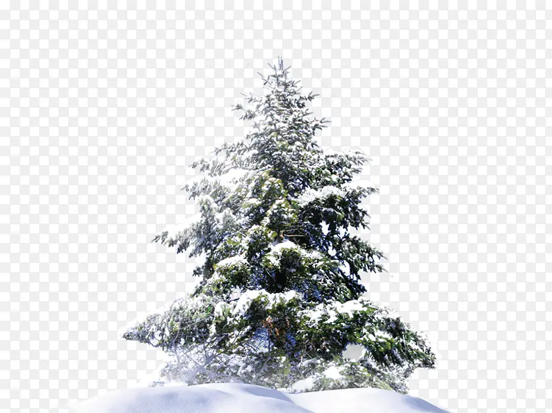 雪堆里的树