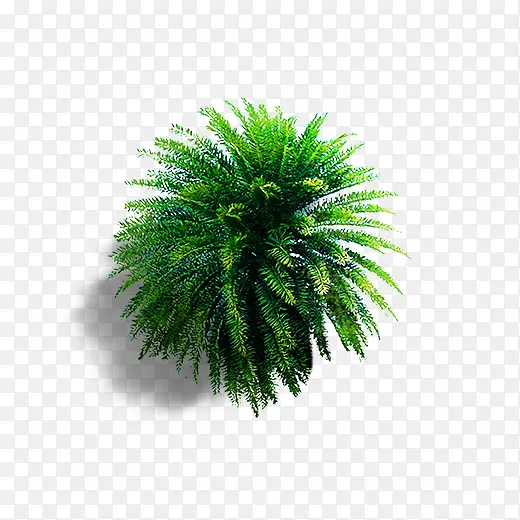 绿色纹理质感热带植物元素