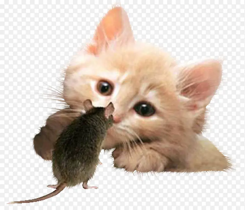 卡通动物卡通 猫和老鼠