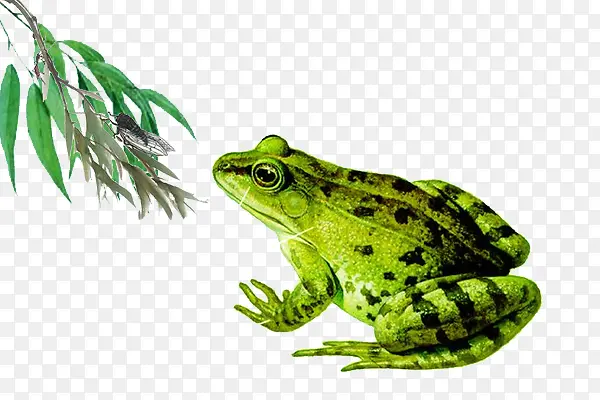 实物绿色青蛙