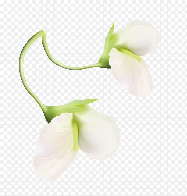 白色豌豆花