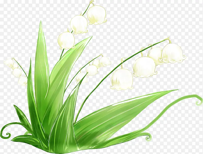 手绘白色铃兰花草植物