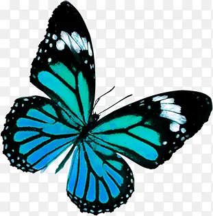 一只蓝色蝴蝶