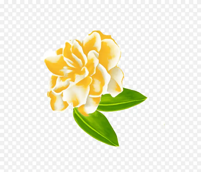 手绘茉莉