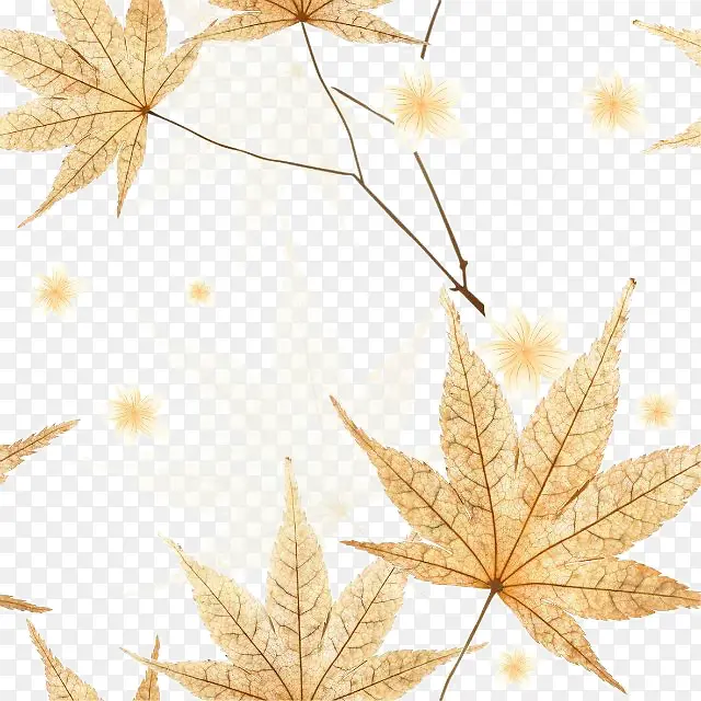 秋天里的黄树叶