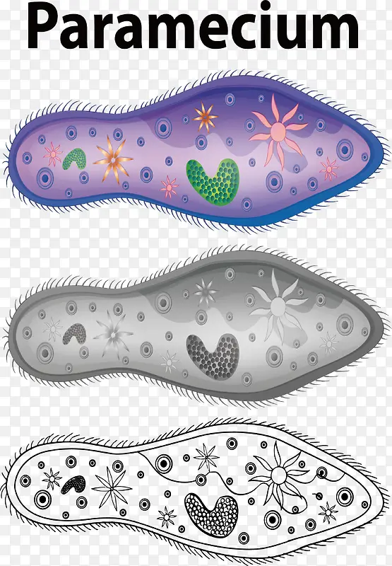 脚掌鞋垫沾染的细菌