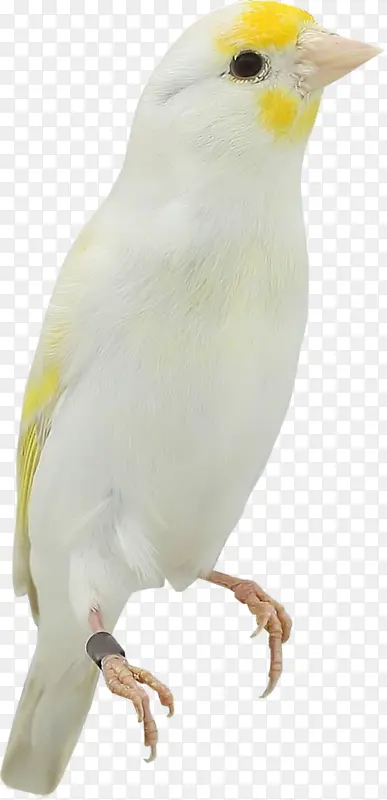 白色羽毛小鸟
