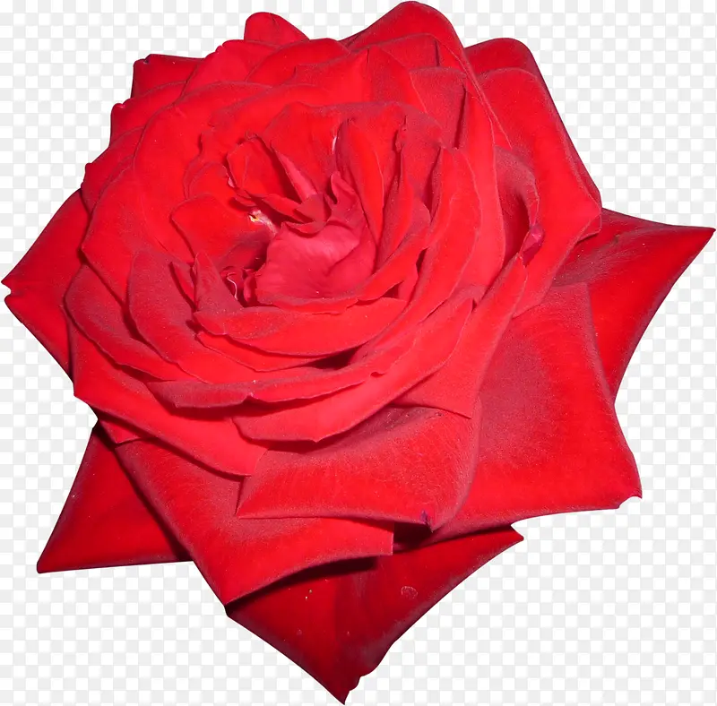 红色 玫瑰花   婚庆 装饰  爱情