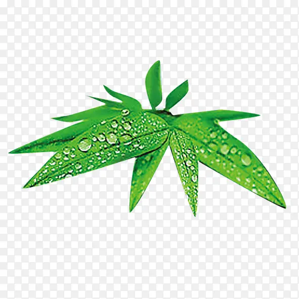 水珠叶子