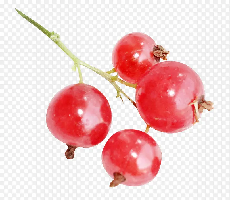 红色果实 可爱小果子