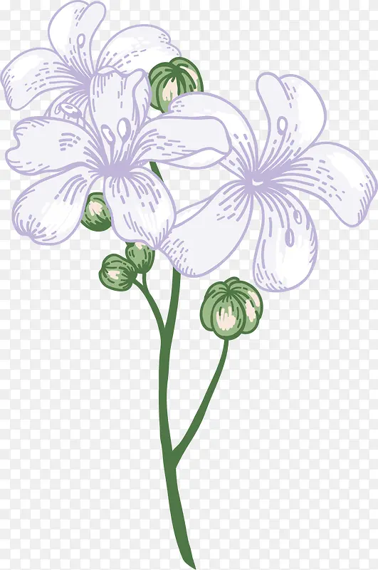 矢量图白色的水仙花