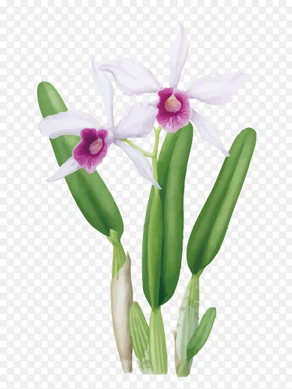 矢量水仙花