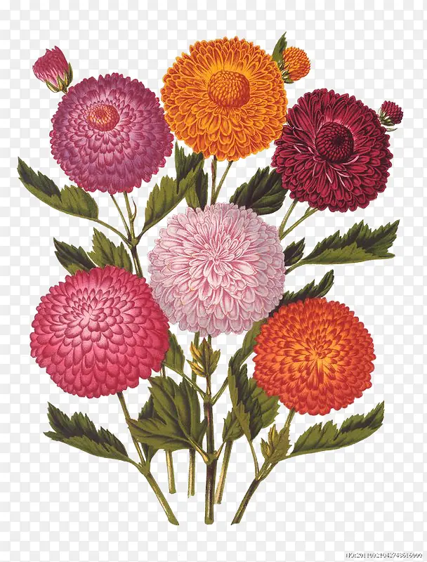 菊花插画PNG图片素材下载_图片编号qggodnpq-免抠素材网