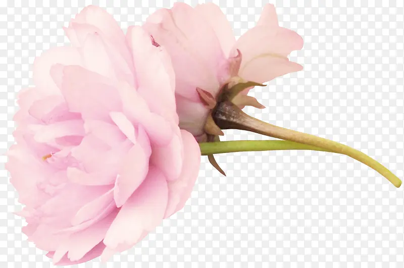 一束玫瑰花