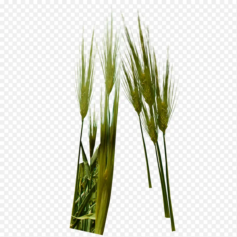 两棵绿色的小麦麦穗