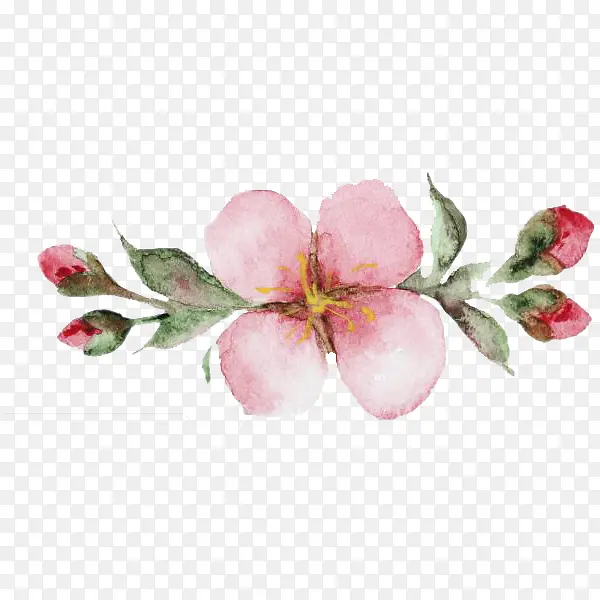 美丽的樱花
