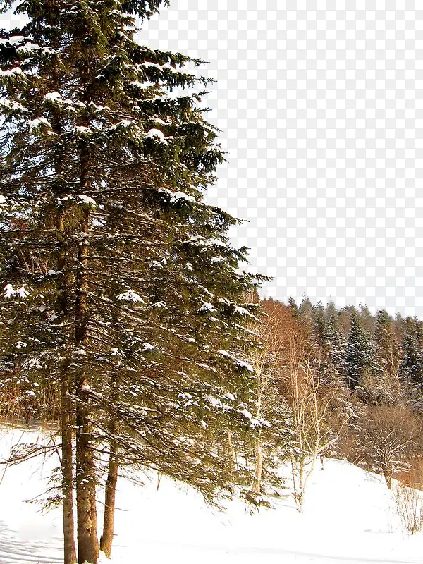 冬季松树林