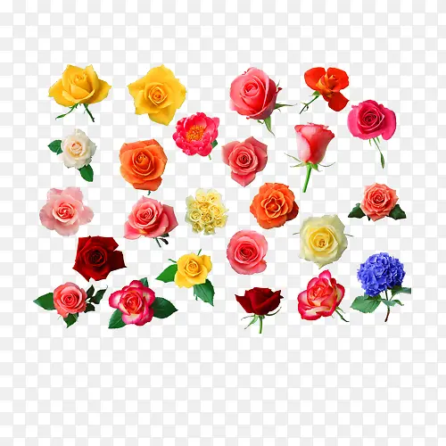 24朵各色玫瑰花素材图片