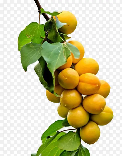 成熟的杏子