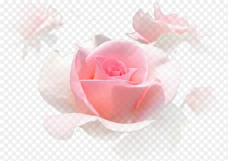 粉色白色绽放玫瑰花