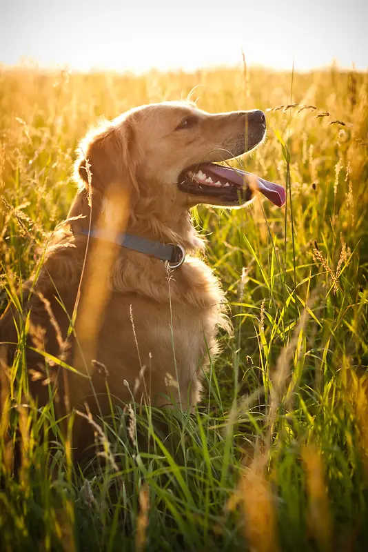 草丛中的金毛犬