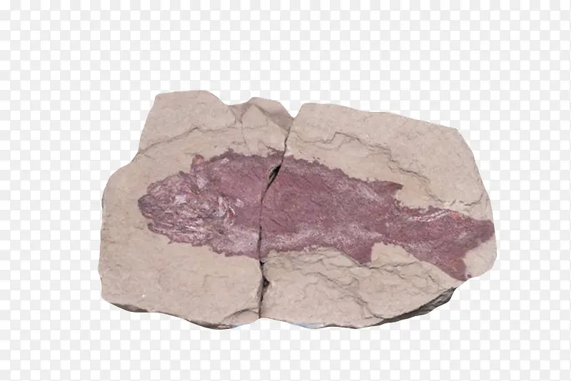红色鱼类化石实物