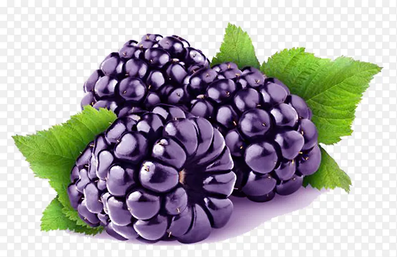 紫色桑果图片素材