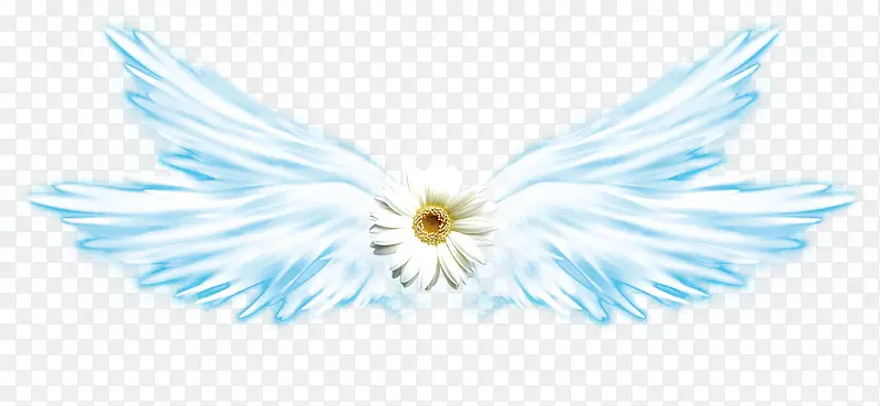白色菊花蓝白色翅膀