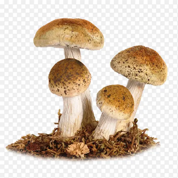 蘑菇png素材