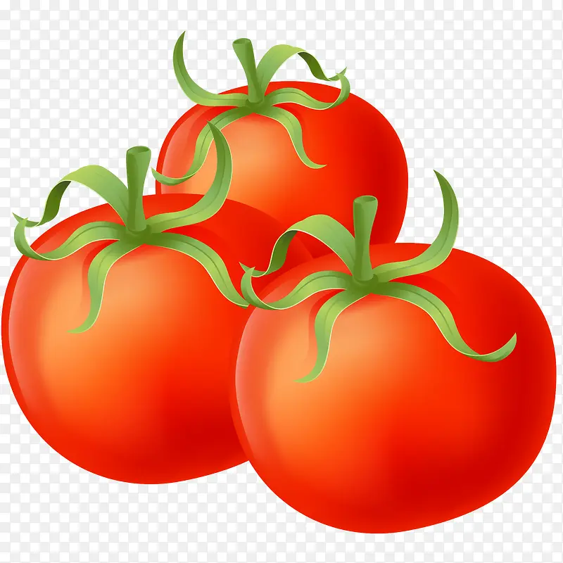 新鲜番茄矢量插画