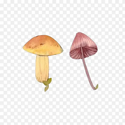 蘑菇野生手绘画素材图片