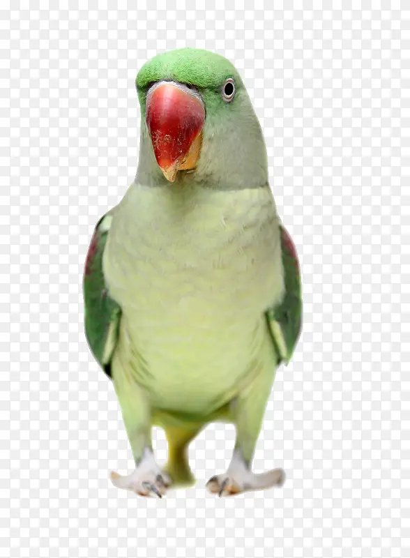 绿头红嘴鹦鹉