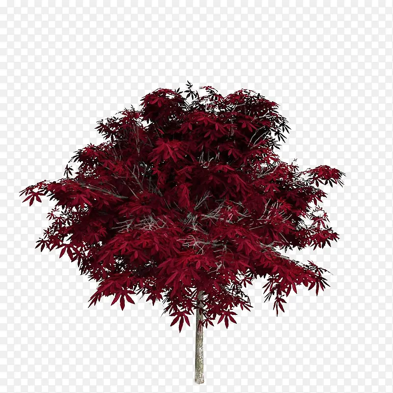 一棵红色枫树叶子树木